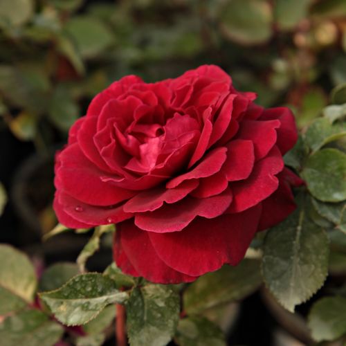 Czerwony  - Róże pienne - z kwiatami hybrydowo herbacianymi - korona równomiernie ukształtowana